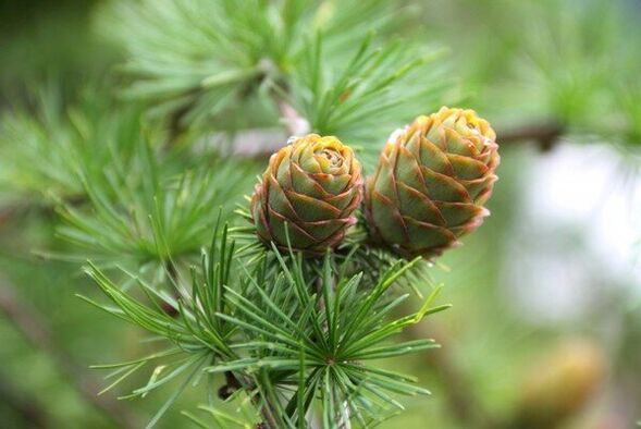 pine cones for parasites