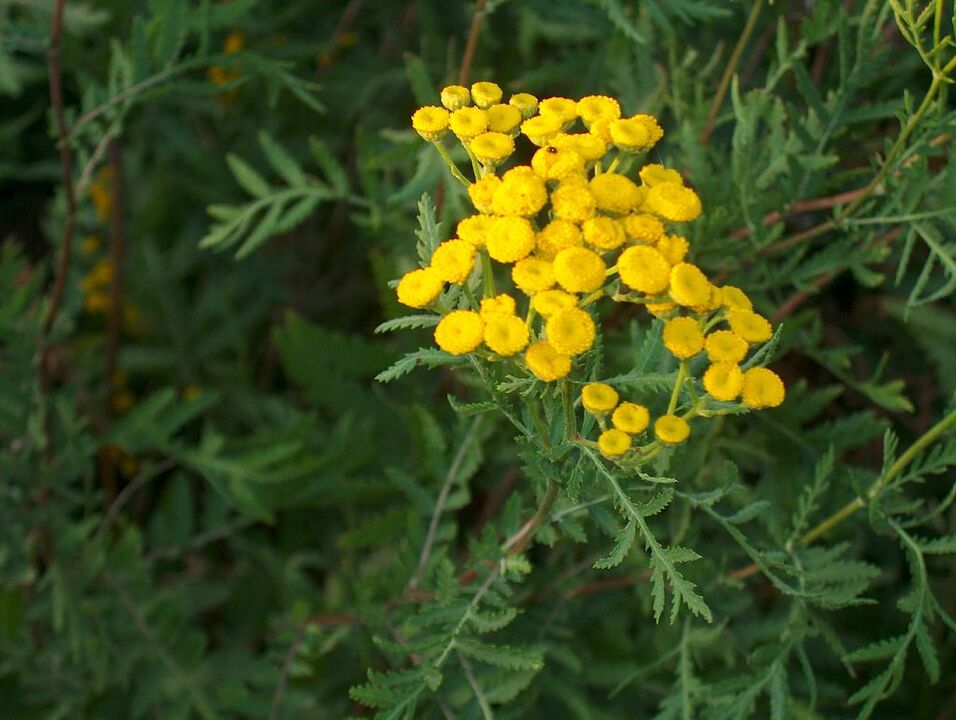Tansy, which is part of the antiparasitic mixture