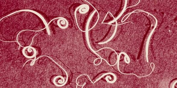 photo of human parasites